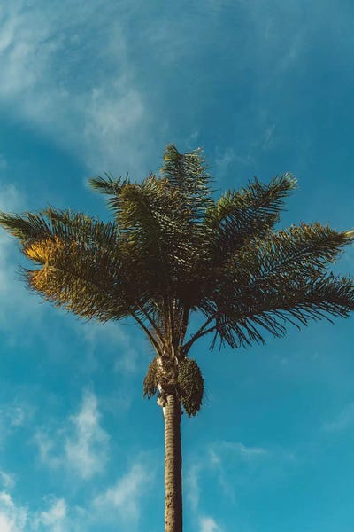 Tree Close-Ups: Palm Tree by Bethany Young
