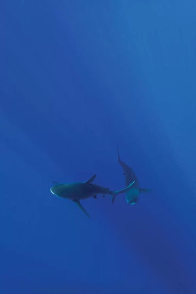 Hawaiian Shark VIII by Bethany Young framed wall art