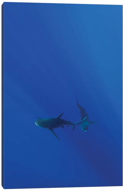 Hawaiian Shark VIII Canvas Art Print - Shark Art