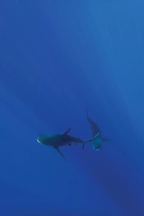 Hawaiian Shark VIII by Bethany Young wall art