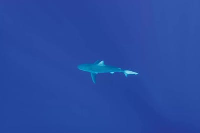 Hawaiian Shark by Bethany Young canvas print