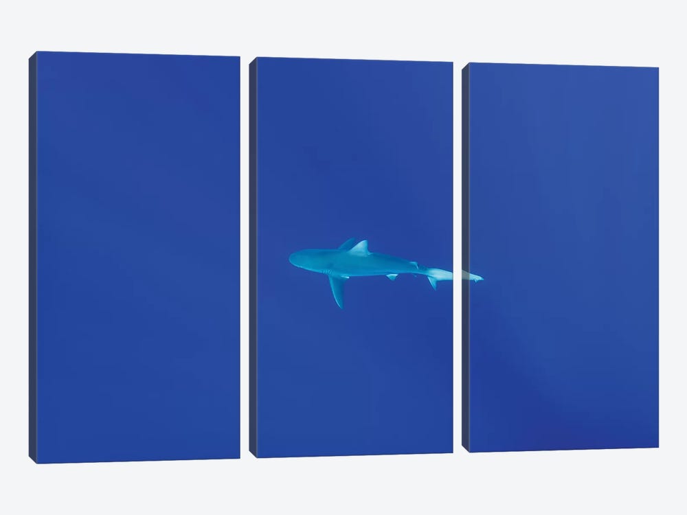 Hawaiian Shark by Bethany Young 3-piece Art Print