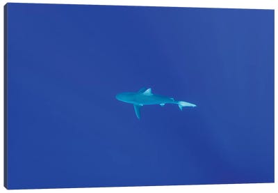 Hawaiian Shark Canvas Art Print - Shark Art