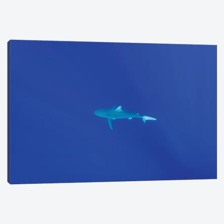 Hawaiian Shark Canvas Print #BTY711} by Bethany Young Canvas Print