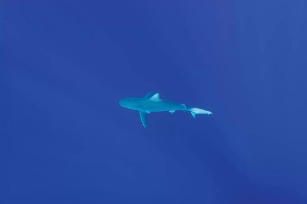 Sharks: Hawaiian Shark by Bethany Young