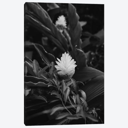 Monochrome Tropical Hawaii Canvas Print #BTY724} by Bethany Young Canvas Print