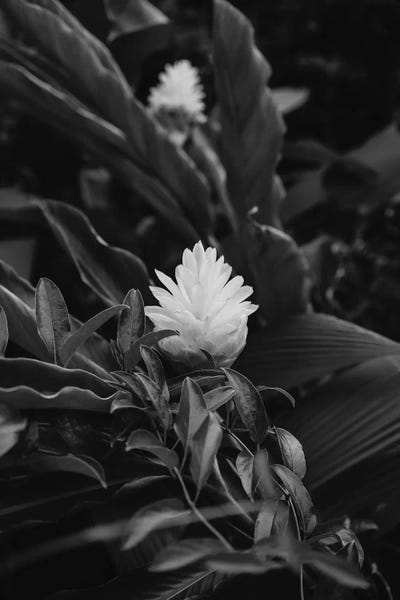 Islands: Monochrome Tropical Hawaii by Bethany Young