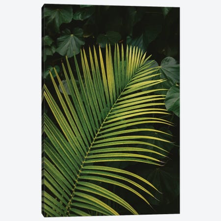Tropical Hawaii II Canvas Print #BTY731} by Bethany Young Art Print