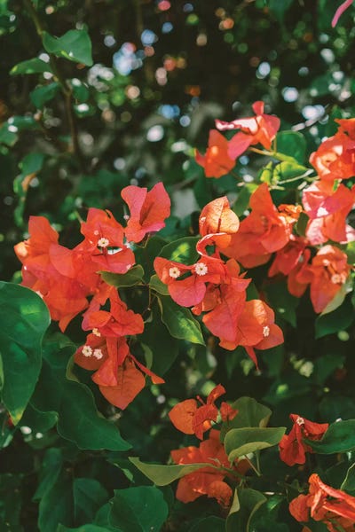 Bougainvillea: Tropical Hawaii IV by Bethany Young
