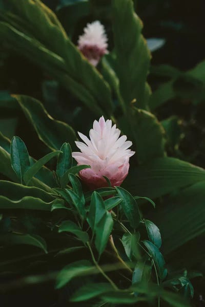 Islands: Tropical Hawaii IX by Bethany Young