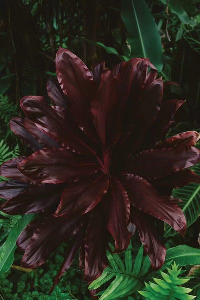 Islands: Tropical Hawaii VI by Bethany Young