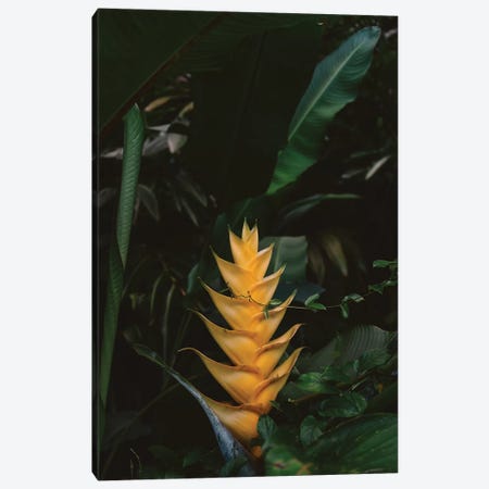 Tropical Hawaii VIII Canvas Print #BTY736} by Bethany Young Canvas Wall Art
