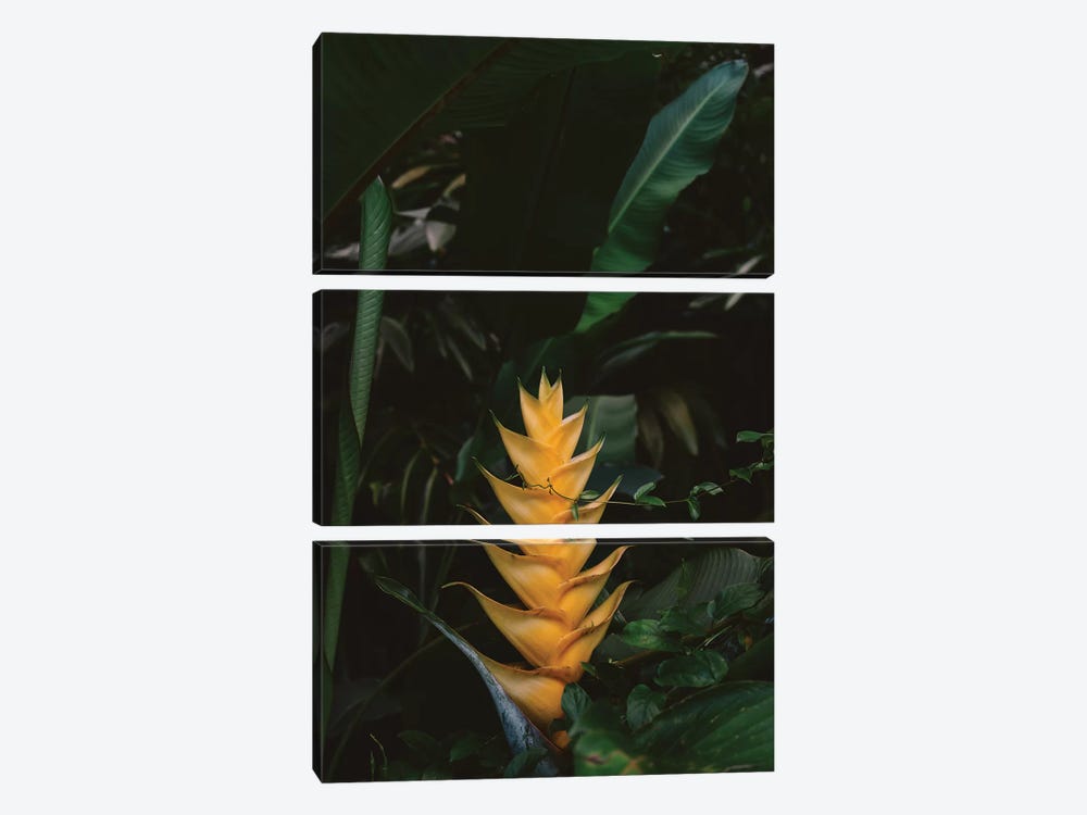 Tropical Hawaii VIII by Bethany Young 3-piece Canvas Wall Art
