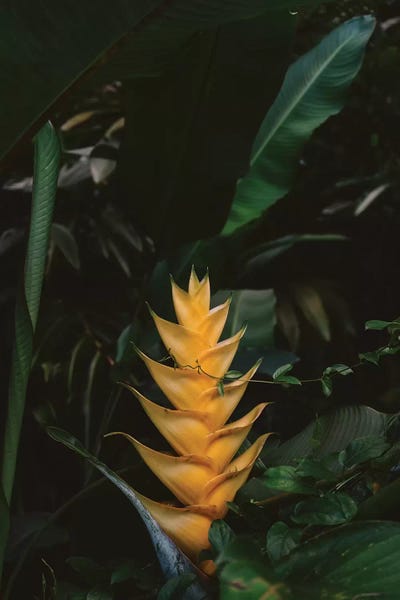 Islands: Tropical Hawaii VIII by Bethany Young