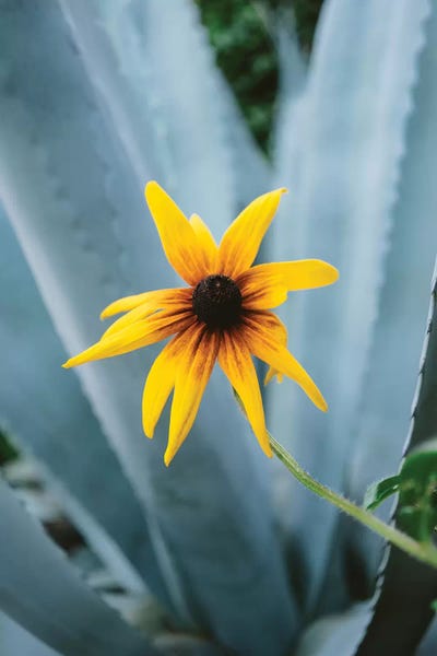 Austin: Austin Flower II by Bethany Young