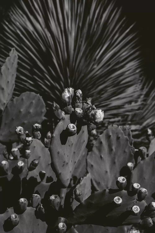 Monochrome Cactus