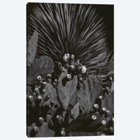 Monochrome Cactus Canvas Print #BTY755} by Bethany Young Canvas Artwork