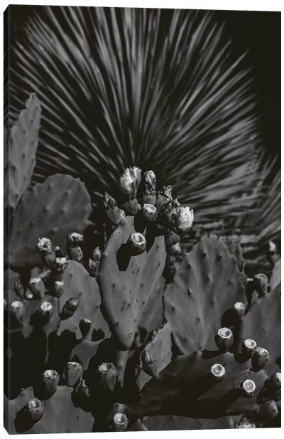 Monochrome Cactus Canvas Art Print - Austin Art