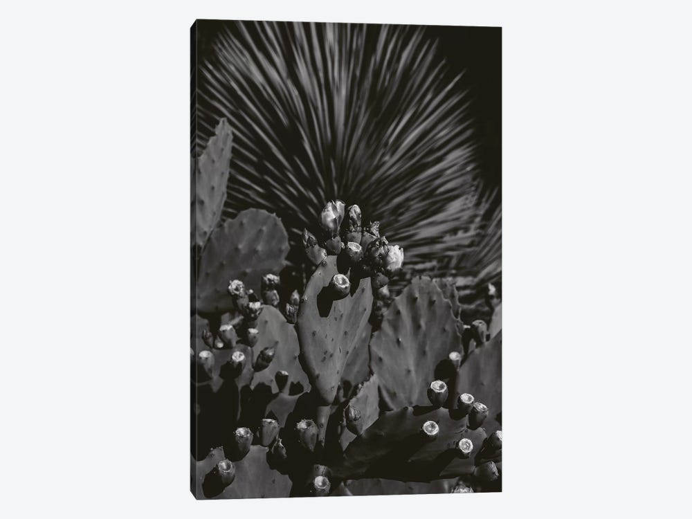 Monochrome Cactus by Bethany Young 1-piece Art Print