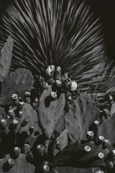 Cacti: Monochrome Cactus by Bethany Young
