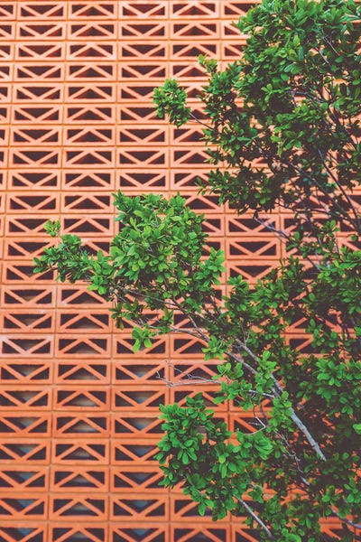 Austin: Southwestern Tree by Bethany Young