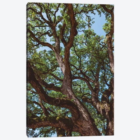 Texas Cottonwood Canvas Print #BTY757} by Bethany Young Canvas Art