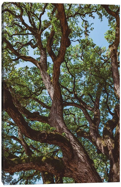 Texas Cottonwood Canvas Art Print - Tree Close-Up Art