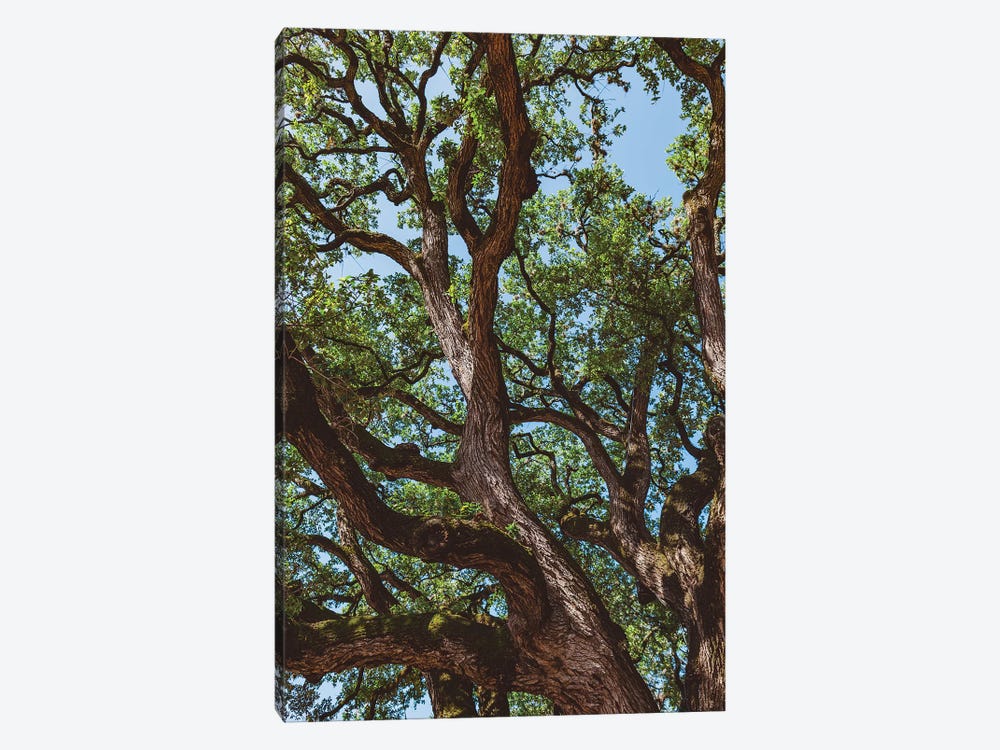 Texas Cottonwood by Bethany Young 1-piece Canvas Print
