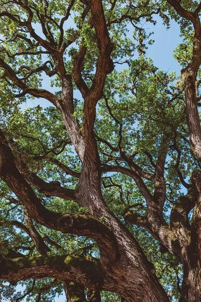 Nature Close-Ups: Texas Cottonwood by Bethany Young