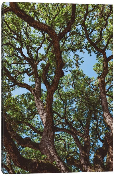 Texas Cottonwoods Canvas Art Print - Austin Art