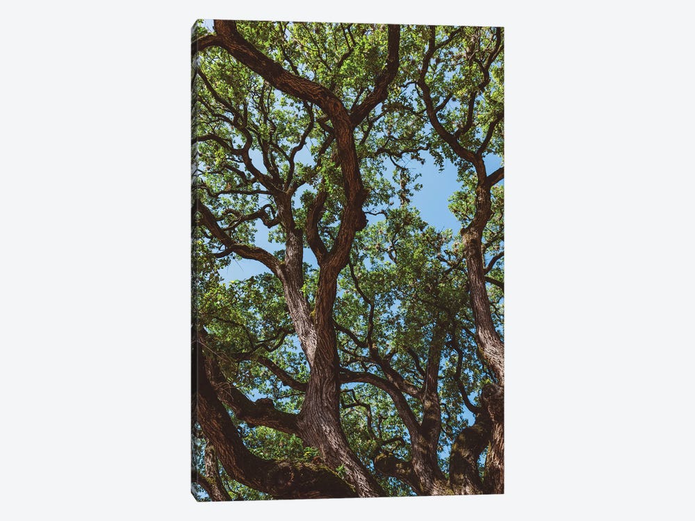 Texas Cottonwoods by Bethany Young 1-piece Canvas Artwork