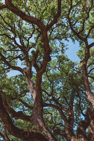 Tree Close-Ups: Texas Cottonwoods by Bethany Young