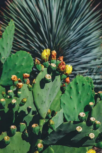 Austin: Wild Blooms by Bethany Young