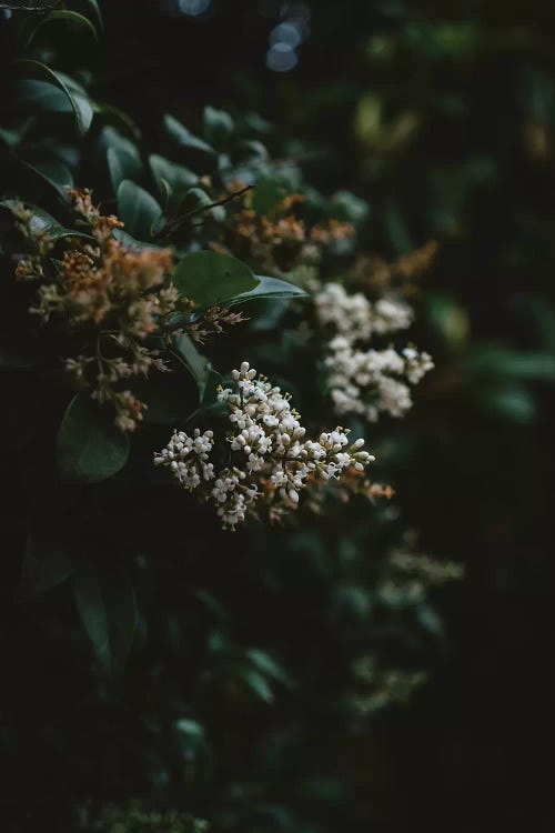 Washington Blooms by Bethany Young wall art