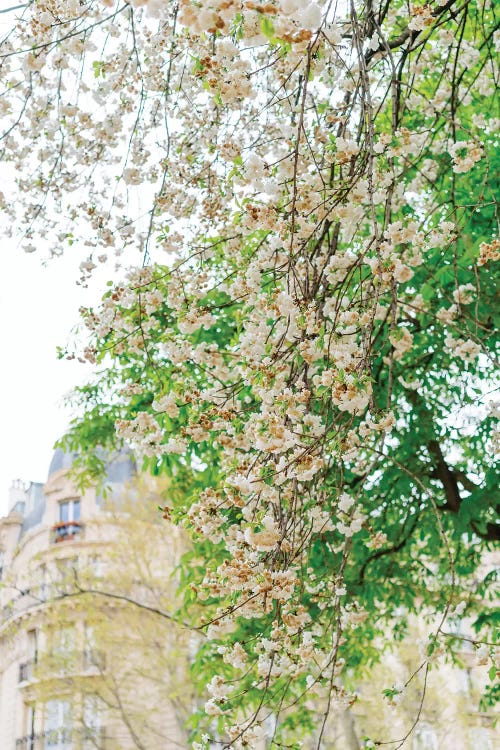 Paris Garden II by Bethany Young wall art