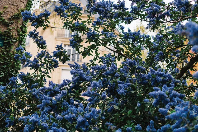 Paris Garden III by Bethany Young wall art