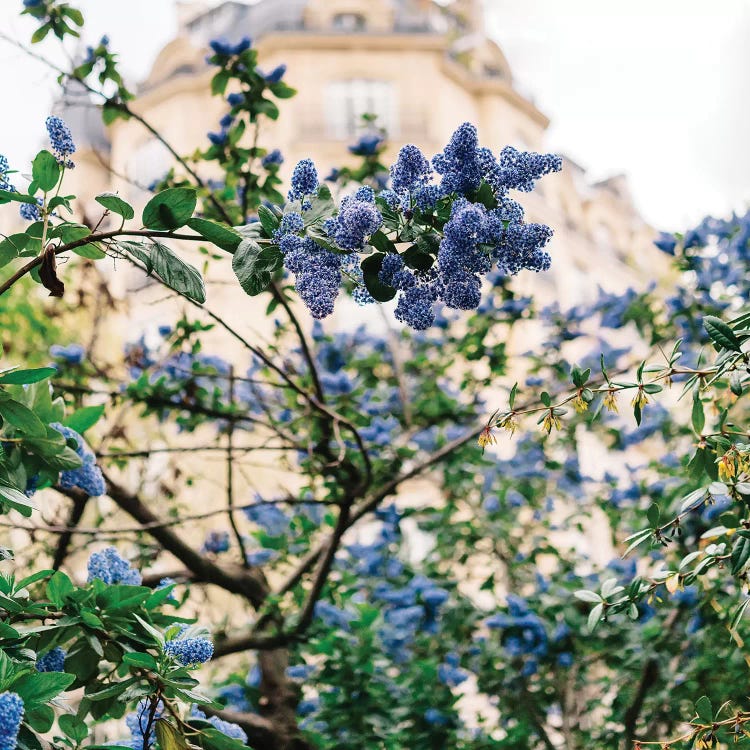 Paris Garden IV