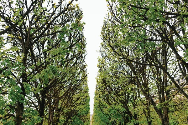 Paris Garden VI