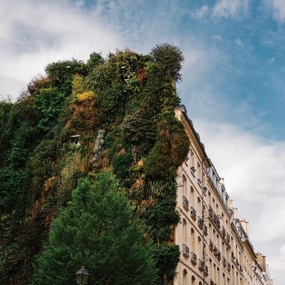 Parisian Vertical Garden II by Bethany Young canvas print