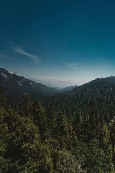 Sequoia National Park: Sequoia National Park XI by Bethany Young