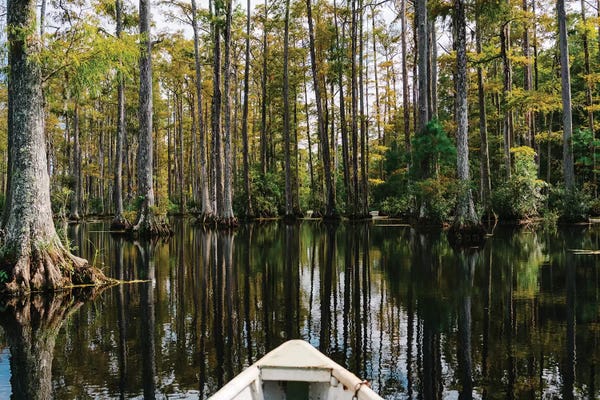 Cypress Trees: Charleston Cypress Gardens Boat III by Bethany Young