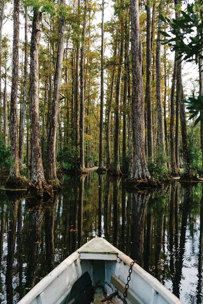 Cypress Trees: Charleston Cypress Gardens Boat IV by Bethany Young