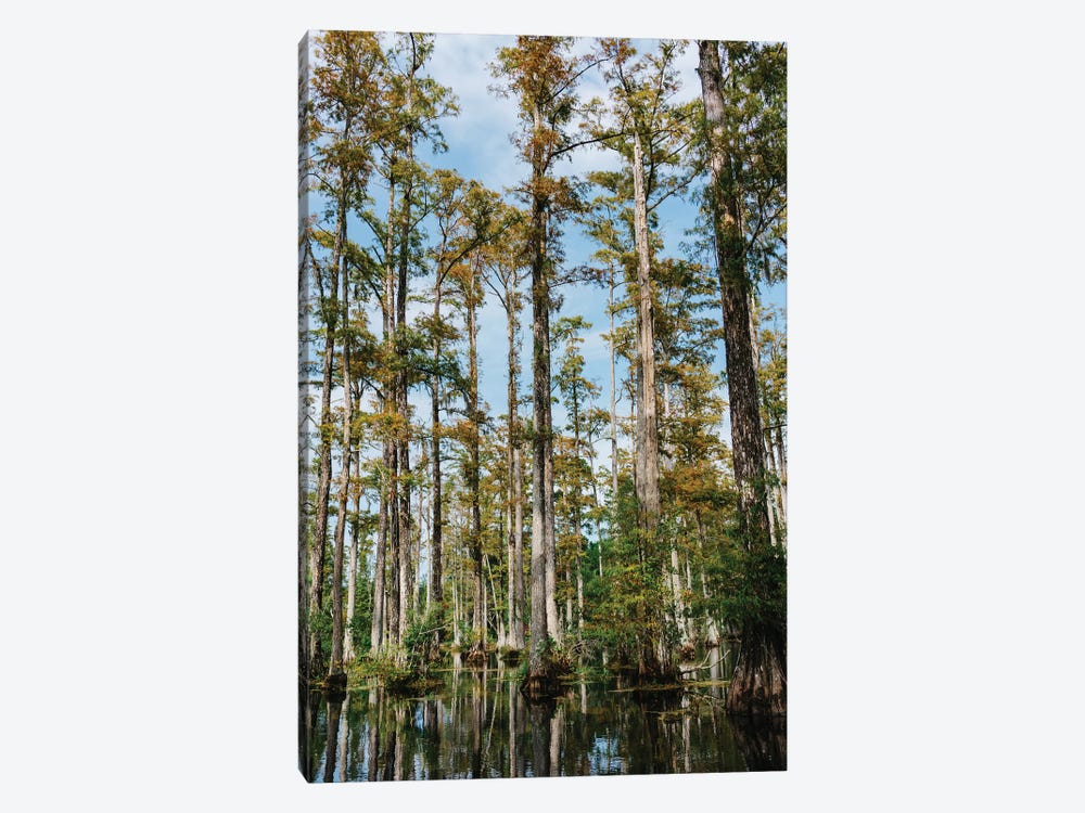 Charleston Cypress Gardens II by Bethany Young 1-piece Art Print