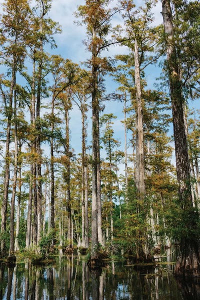 Cypress Trees: Charleston Cypress Gardens II by Bethany Young