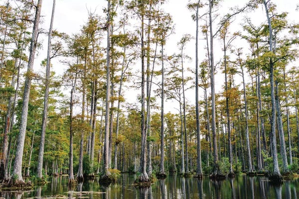 Cypress Trees: Charleston Cypress Gardens LII by Bethany Young