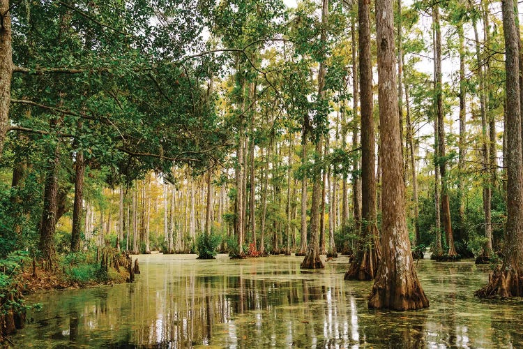 Charleston Cypress Gardens XLI