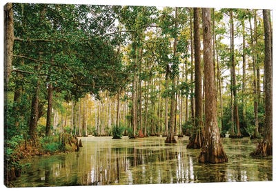 Charleston Cypress Gardens XLI Canvas Art Print - Marsh & Swamp Art