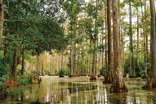 South Carolina: Charleston Cypress Gardens XLI by Bethany Young