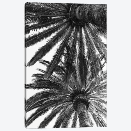 Venice Palms Canvas Print #BTY96} by Bethany Young Canvas Artwork
