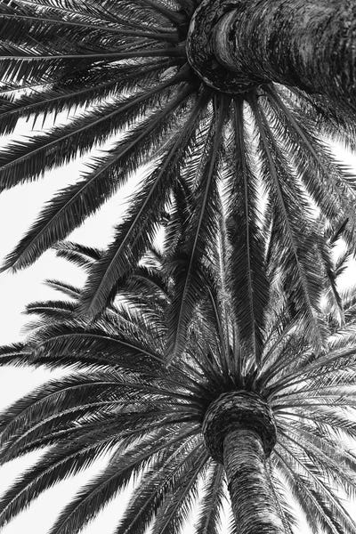 California: Venice Palms by Bethany Young